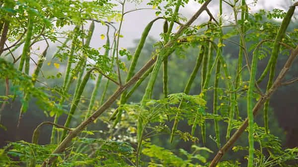Munaga Chettu : ఇంటి ఆవరణలో మునగ చెట్టు ఉంటే ఏమౌతుందో తెలుసా..? నిపుణులు ఏం చెబుతున్నారంటే..
