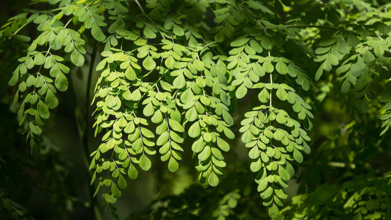 ఇది రక్తంలో చక్కెర స్థాయిలను నిర్వహిస్తుంది. డయాబెటిస్ ఉన్నవారికి ఇది దివ్యౌషధంగా చెబుతారు.. మీ చక్కెర స్థాయి ఎక్కువగా ఉంటే మీరు మీ ఆహారంలో మునగను తప్పక చేర్చుకోవాలి. శరీరంలో రక్తంలో చక్కెర స్థాయిలను నిర్వహించడంలో సహాయపడే పిత్తాశయం పనితీరును ప్రోత్సహించడంలో మునగ ఎంతగానో సహాయపడుతుంది. మునగతో డయాబెటిస్ ప్రమాదాన్ని తగ్గించుకోవచ్చు అంటున్నారు. 