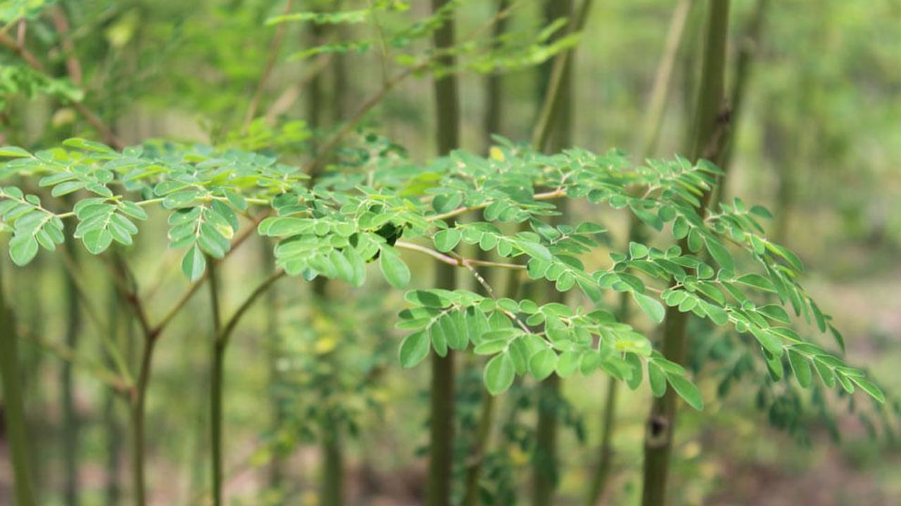 మునగలో ఉండే విటమిన్ సి, ఇతర యాంటీ బాక్టీరియల్ లక్షణాల కారణంగా ఇది దగ్గు, జలుబు వంటి కాలానుగుణ ఇన్ఫెక్షన్లను నివారించడంలో సహాయపడుతుంది.  మునగ ఎముక సాంద్రతను మెరుగుపరుస్తుంది. మునగకాయలో బలమైన ఎముకలకు అవసరమైన కాల్షియం, ఇనుము పుష్కలంగా ఉంటాయి. 
