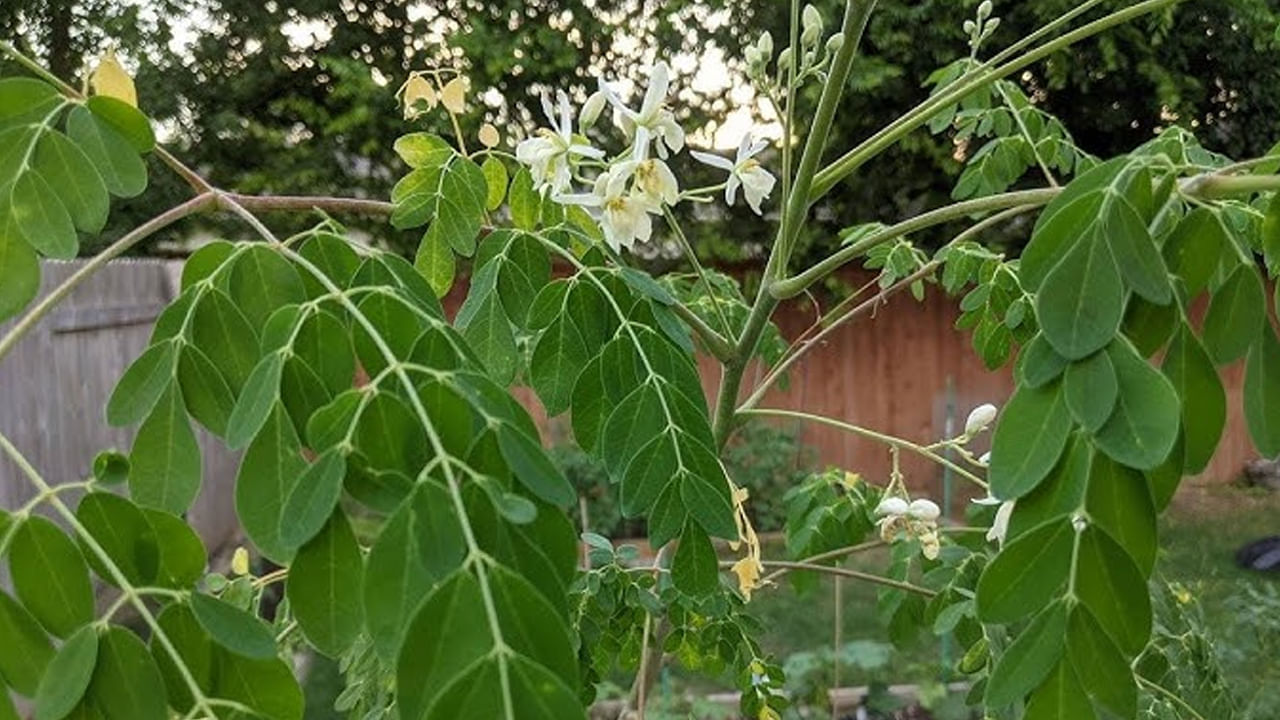 మునగ కాయలు తరచూ తినడం వల్ల థైరాయిడ్‌ కంట్రోల్‌లో ఉంటుంది. ఇది థైరాయిడ్ హార్మోన్‌ను నియంత్రిస్తుంది. మునగలో యాంటీ ఇన్ఫ్లమేటరీ, యాంటీ బాక్టీరియల్ లక్షణాలు ఉంటాయి.  మునగలో ఉండే పోషకాలు రక్తనాళాలలో చెడు కొలస్ట్రాల్‌ పేరుకుపోకుండా చేస్తాయి. దీన్ని తినడం వల్ల గుండె సంబంధిత వ్యాధులు రాకుండా ఉంటాయి.