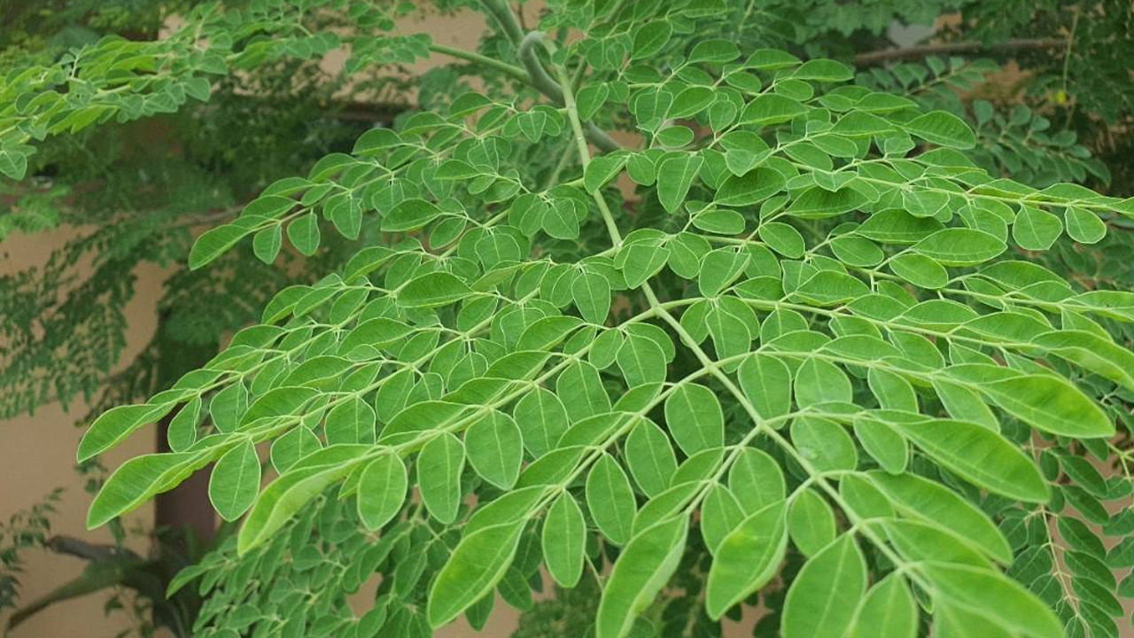 మునగ చర్మానికి చాలా ఉపయోగపడుతుంది. ఇందులో ఉండే విటమిన్ ఎ, విటమిన్ బి, ఫోలిక్ యాసిడ్ వంటి పలు పోషకాలు చర్మానికి మేలు చేస్తాయి. మొటిమలను తొలగిస్తుంది. యాంటీ ఏజింగ్‌గా పనిచేస్తుంది. కంటి వ్యాధులను కూడా దూరం చేస్తుంది. మునగ సూప్ తీసుకోవటం వల్ల క్రమంగా బరువు తగ్గించుకోవచ్చు అంటున్నారు నిపుణులు. 