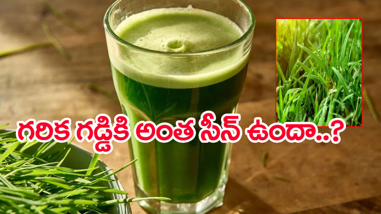 Druva Grass: గరిక గడ్డితో క్యాన్సర్కు చికిత్స.. ఎలా తీసుకోవాలంటే?