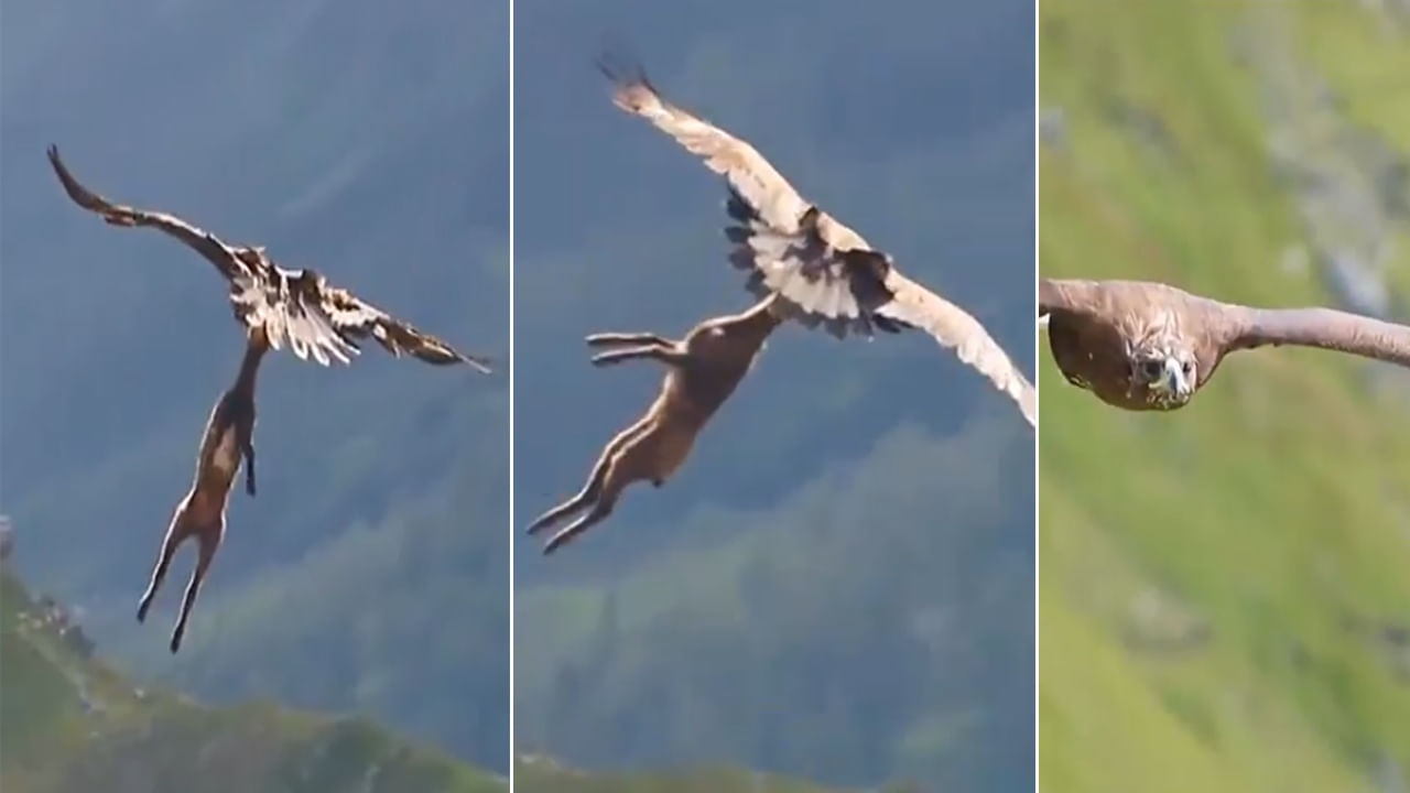 Viral Video: ఒళ్లు గగుర్పొడిచే సీన్.. ఏకంగా జింక పిల్లనే ఎత్తుకెళ్లిన గద్ద.. షాకింగ్‌ వీడియో