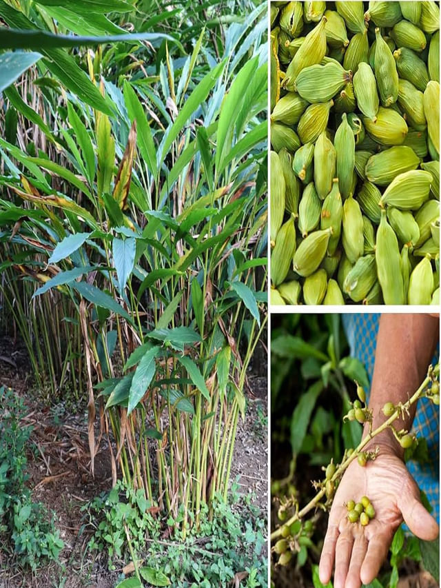 మంచి సువాసనే కాదు.. ఆరోగ్యానికి అమృతం లాంటిది భయ్యో..!