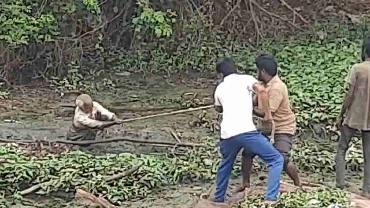 Andhra Pradesh: మట్టగుడిసెలు, కోరమీనుల కోసం బురదలోకి దిగిన వృద్ధుడికి ఊహించని షాక్!