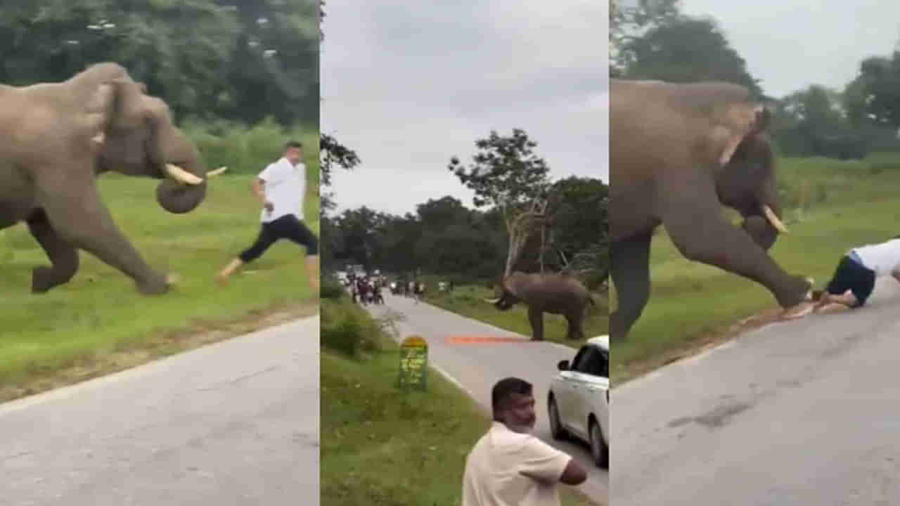 Video: అదృష్టవంతుడు.. కొద్దిలో ఏనుగు కాలికింద నలిగిపోయేవాడు..! కానీ..