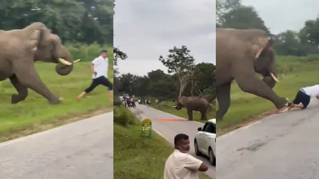 Video: అదృష్టవంతుడు.. కొద్దిలో ఏనుగు కాలికింద నలిగిపోయేవాడు..! కానీ..