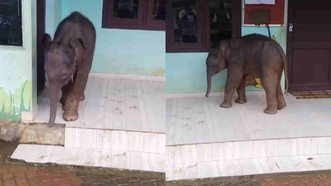 Watch: ప్రైమరీ స్కూల్‌లోకి అనుకోని అతిథి ఎంట్రీ..! అడ్మిషన్‌ కావాలేమో అంటున్న నెటిజన్లు.. వీడియో చూస్తే ఫిదా అవ్వాల్సిందే..