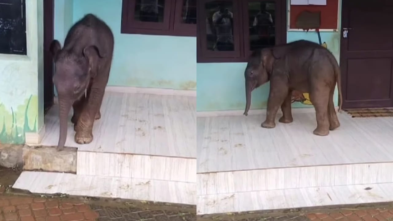 Watch: ప్రైమరీ స్కూల్‌లోకి అనుకోని అతిథి ఎంట్రీ..! అడ్మిషన్‌ కావాలేమో అంటున్న నెటిజన్లు.. వీడియో చూస్తే ఫిదా అవ్వాల్సిందే..