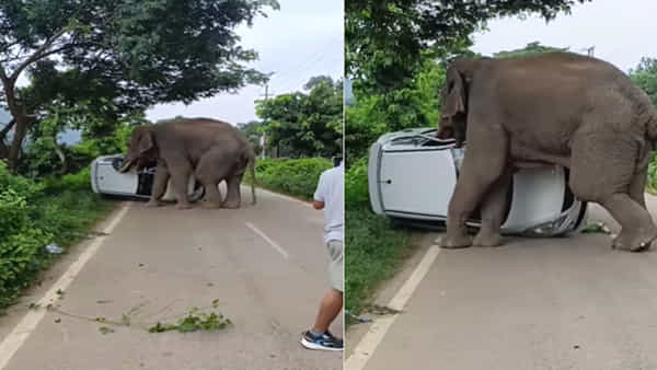 Viral Video: గజరాజుకు కోపం వస్తే ఎట్లుంటదో తెలుసా? రోడ్డుపై బీభత్సం.. వీడియో వైరల్