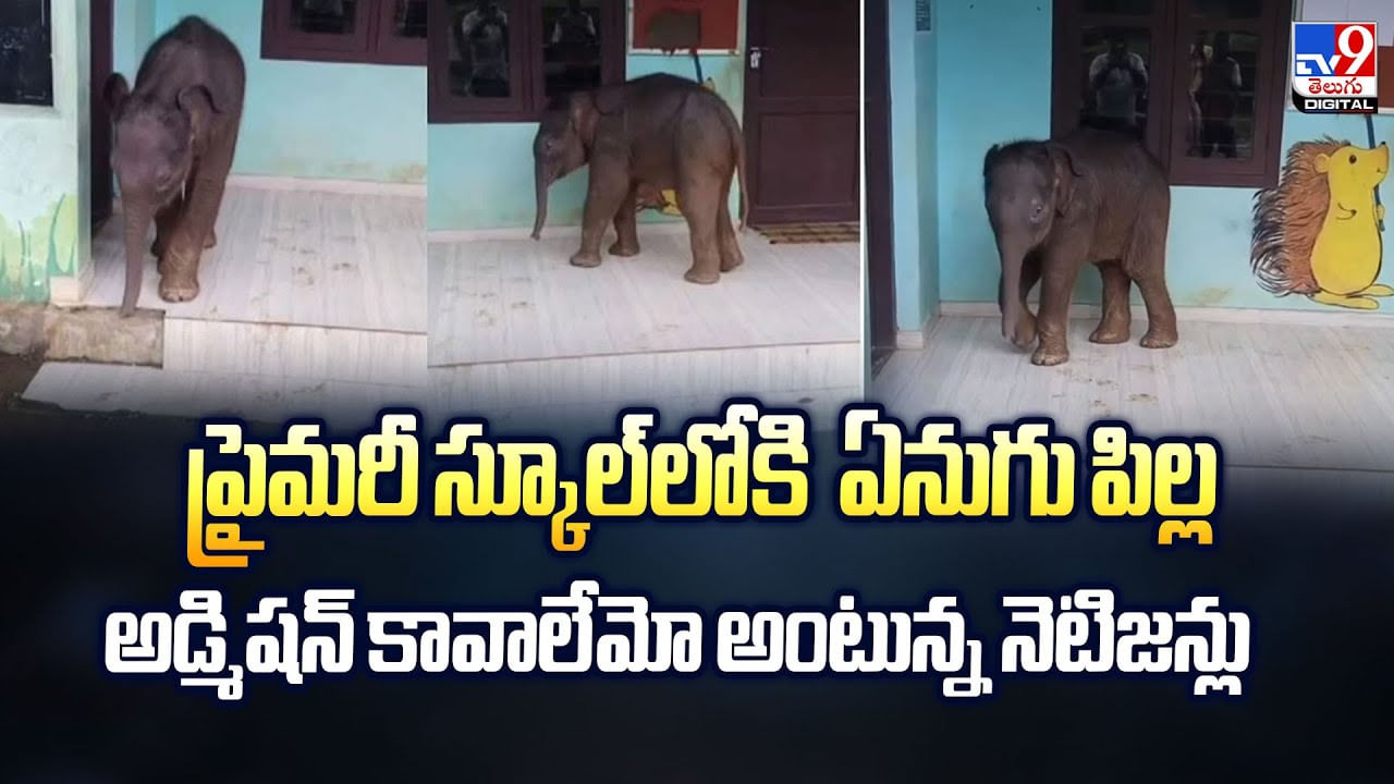 ప్రైమరీ స్కూల్‌లోకి ఏనుగు పిల్ల అడ్మిషన్‌ కావాలేమో అంటున్న నెటిజన్లు