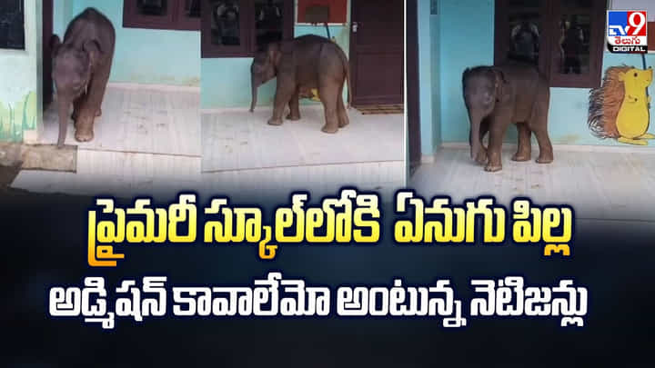 ప్రైమరీ స్కూల్లోకి ఏనుగు పిల్ల అడ్మిషన్ కావాలేమో అంటున్న నెటిజన్లు ప్రైమరీ స్కూల్లోకి ఏనుగు పిల్ల అడ్మిషన్ కావాలేమో అంటున్న నెటిజన్లు