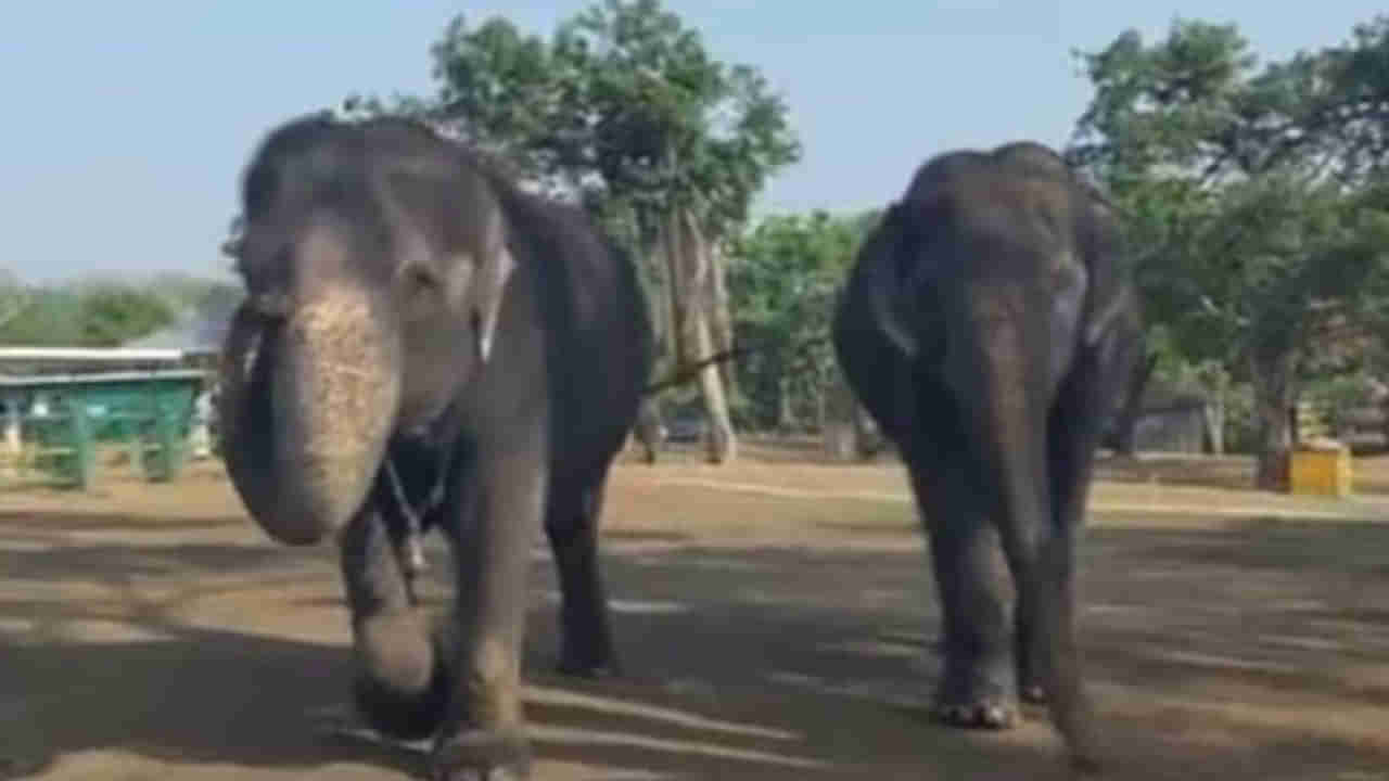 Viral Vedeo: ఐదున్నర దశాబ్ధాలుగా వీటిది విడదీయరాని స్నహబంధం... ఐఎఫ్ఎస్ అధికారిణి సుప్రియా సాహు పోస్ట్ వైరల్