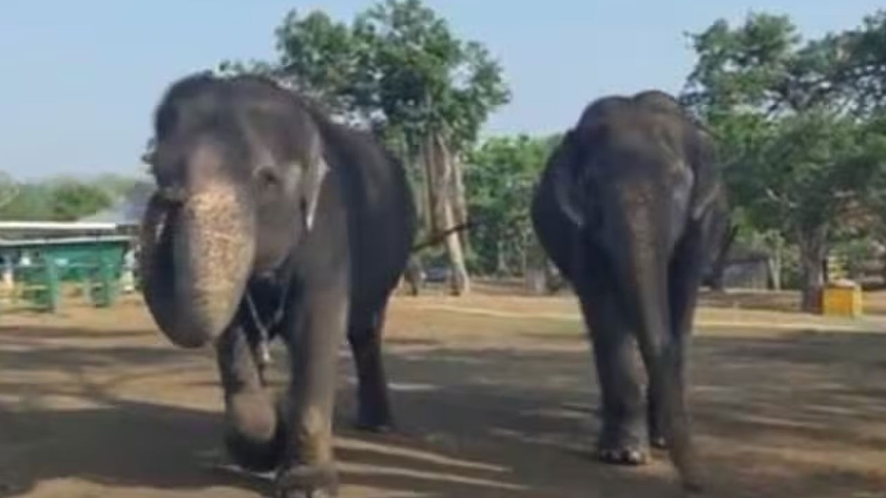 Viral Vedeo: ఐదున్నర దశాబ్ధాలుగా వీటిది విడదీయరాని స్నహబంధం... ఐఎఫ్ఎస్ అధికారిణి సుప్రియా సాహు పోస్ట్ వైరల్