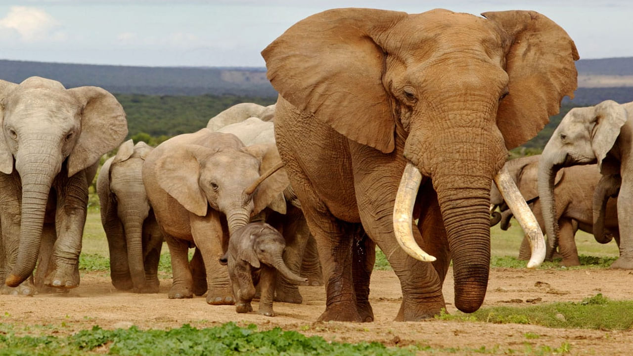 Elephants In Your Dreams