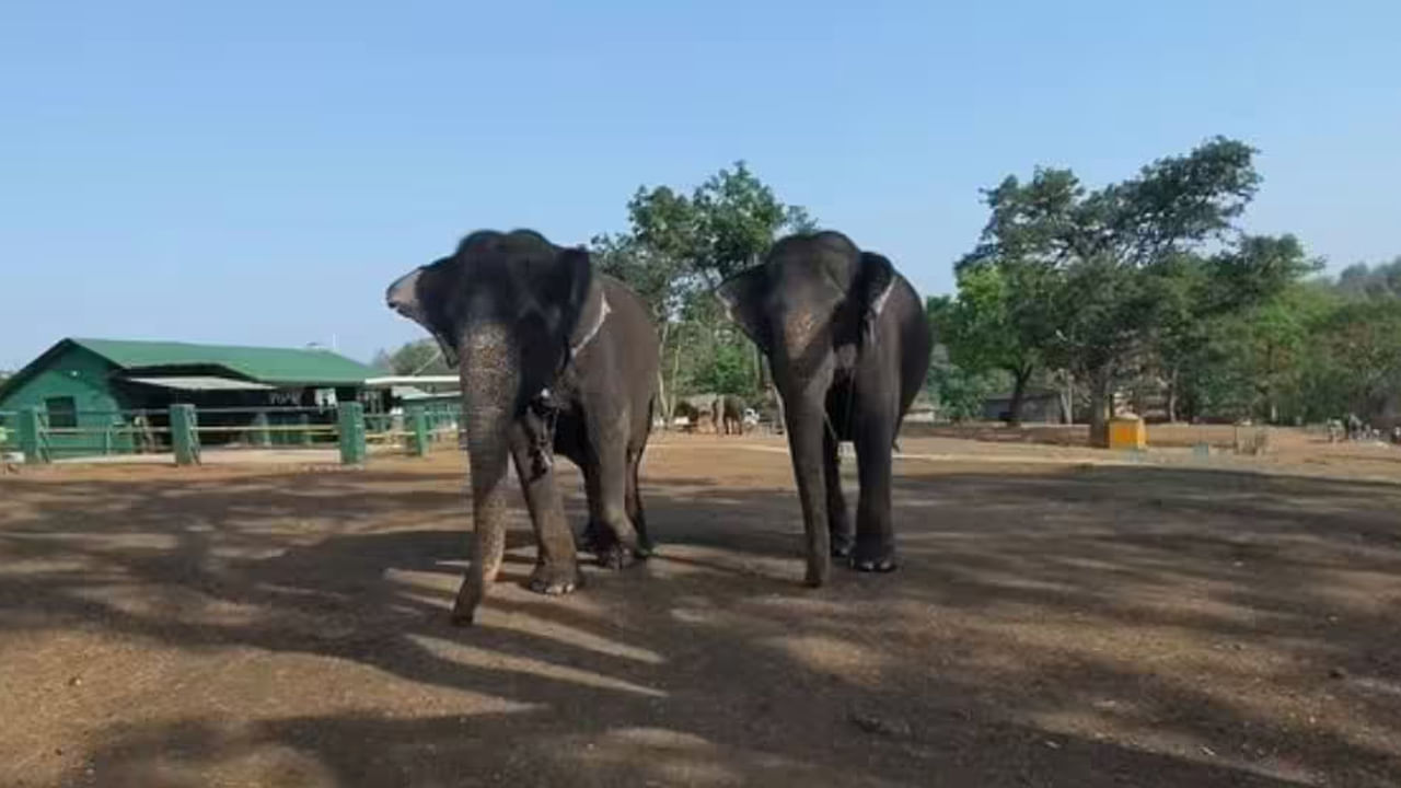 ఏనుగు శాఖాహారా లేక మాంసాహారా అనే సందేహం చాలా మందికి ఉండవచ్చు. కొంతమందికి ఈ ప్రశ్నకు సమాధానం తెలిసి ఉండవచ్చు. కానీ చాలా మందికి ఈ విషయంలో క్లారిటీ ఉండదు.