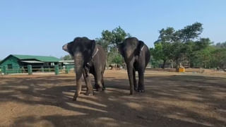 Watch: వరద ఉధృతిలో దూడ కోసం వ్యక్తి సాహసం.. మరోసారి బాహుబలి సినిమా చూపించాడు..!