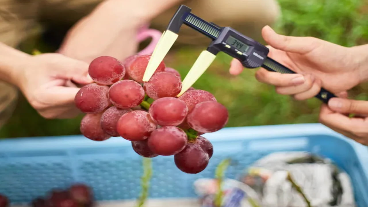 రూబీ రోమన్ ద్రాక్ష: జాబితాలో తదుపరిది రూబీ రోమన్ ద్రాక్ష. వీటిని ప్రపంచంలోనే రెండవ అత్యంత ఖరీదైన పండుగా పరిగణిస్తారు. యుబారి కింగ్ మెలోన్ లాగా, ఈ ప్రత్యేక ద్రాక్షలు కూడా జపాన్ నుండి ముఖ్యంగా ఇషికావా ప్రిఫెక్చర్ నుండి వస్తాయి. వాటి బరువు, చక్కెర కంటెంట్‌తో సహా కఠినమైన ప్రమాణాల ఆధారంగా వాటిని ఎంపిక చేస్తారు. 2015లో ఈ ద్రాక్ష గుత్తి ధర $8,400 (రూ.6 లక్షలకు పైగా)గా ఉంది. ఇది ప్రపంచంలోని అత్యంత విలాసవంతమైన పండ్లలో ఒకటిగా ఉంది.