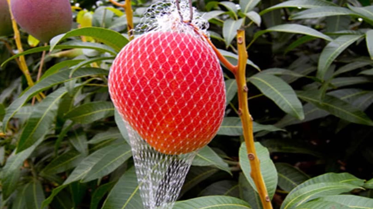 నాల్గవ స్థానంలో జపాన్‌కు చెందిన తైయో నో టమాగో మామిడి ఉంది. దీని ధర $3,744 అంటే రూ.3 లక్షలు. ఐదవ స్థానంలో ఇంగ్లాండ్‌లో పండించే హెలిగాన్ పైనాపిల్ ఉంది. దీని ధర $1,500 అంటే 1 లక్ష రూపాయలు.