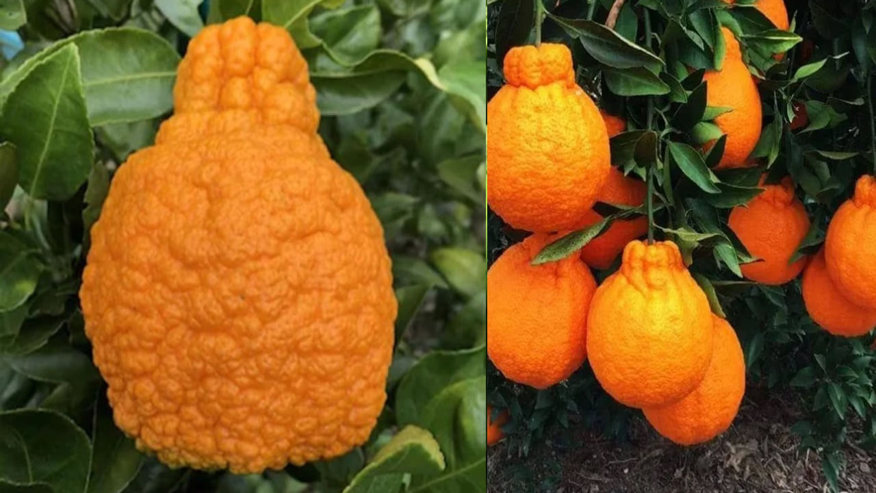 ఎనిమిదవ స్థానంలో జపాన్‌లో ఉత్పత్తి అయ్యే డెకోపాన్ సిట్రస్ ఉంది. దీని ధర $80 (రూ.6,000). తొమ్మిదవ స్థానంలో జపాన్‌లో పండించే సెకై ఇచి ఆపిల్ ఉంది. అలాగే దాని ధర $21 (రూ.2,000). అదే సమయంలో 10వ స్థానంలో చైనాలో పండించే బుద్ధ ఆకారపు పియర్ ఉంది. దీని ధర $9 (రూ.700).