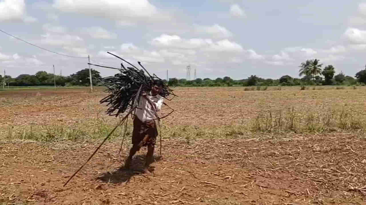 Andhra: దొంగను పట్టుకునేందుకు ఓ రైతు ఏం చేశాడంటే.... టెక్నలాజియా... టెక్నలాజియా
