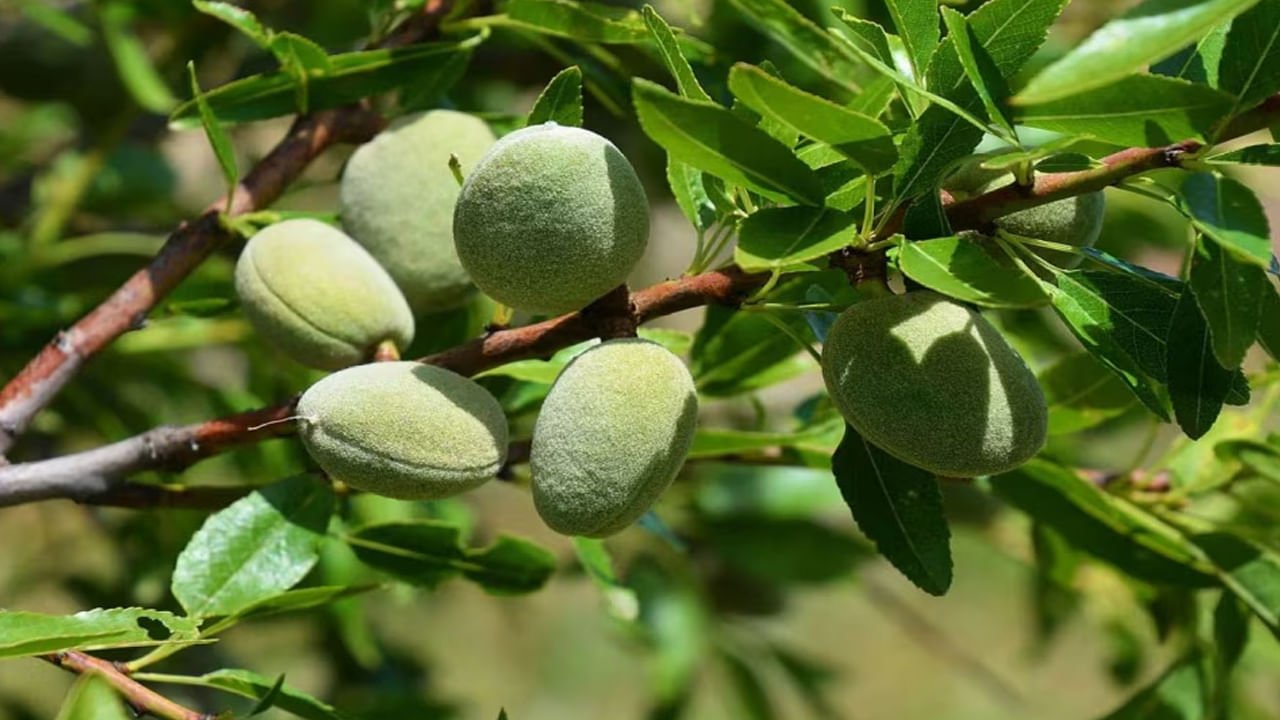 ఇది అత్యంత వేగంగా పెరిగే చెట్టు.. మీ పెరట్లో నాటినా లక్షలు సంపాదిస్తారు..!