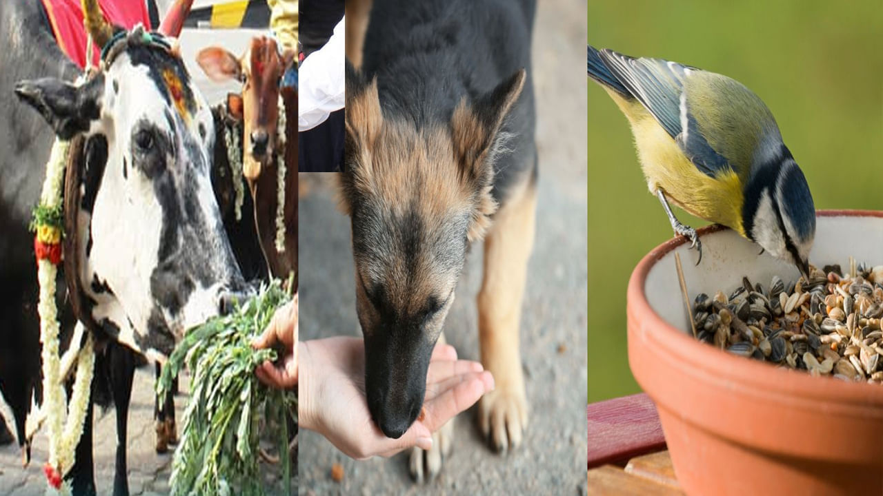 సనాతన ధర్మంలో గృహస్తునికి కొన్ని ధర్మలున్నాయని పేర్కొంది. అవసరంలో ఉన్నవారికి సాయం చేయడం, ఆకలి అన్నవారికి భోజనం పెట్టడం వంటివి గృహస్త ధర్మాలే. ఇలా అవసరం ఉన్నవారికి సాయం చేయడం అనేది మంచి కర్మ అని.. ఇటువంటి కర్మలకు శుభఫలితాలు పొందుతారని పురాణాలు పేర్కొన్నాయి. అదే విధంగా ఆకలి అని అడగలేని మూగ జీవులకు సేవ చేయడం, ఆహారాన్ని అందించడం కూడా పుణ్యప్రదమైన కార్యం. పిల్లలు లేని దంపతులు, డబ్బుల కోసం ఇబ్బంది పడుతున్న వారు ఏ రకమైన జీవికి ఎటువంటి ఆహారాన్ని అందిస్తే సమస్యలు తీరతాయో ఈ రోజు తెలుసుకుందాం..
