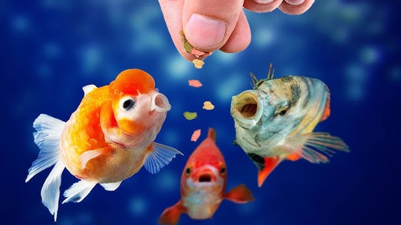 చేపలను కొంత మంది జలపుష్పాలు అని కూడా అంటారు. ఆహారం చేపలకు సూర్యాస్తమయానికి ముందు లేదా సూర్యాస్తమయం తర్వాత ఎవరైనా శత్రు భయంతో ఉన్నా, కష్టాలతో ఇబ్బంది పడుతున్నా చేపలకు ఆహారం అందించడం వలన మేలు జరుగుతుంది. అప్పులు తీరక ఇబ్బంది పడేవారు.. ఆర్ధిక సంక్షోభంతో తీవ్ర ఇబ్బంది పడుతున్నా... గోధుమ పిండితో చేసిన ఉండలు, మొక్క జొన్న తో చేసిన పాప్ కార్న్ ని చేపలకు ఆహారంగా అందించడం వలన ఫలితం లభిస్తుంది నమ్మకం. ఇంట్లో అక్వేరియం ఉంటే చేపలకు ఆహారం అందించడం మంచిది.
