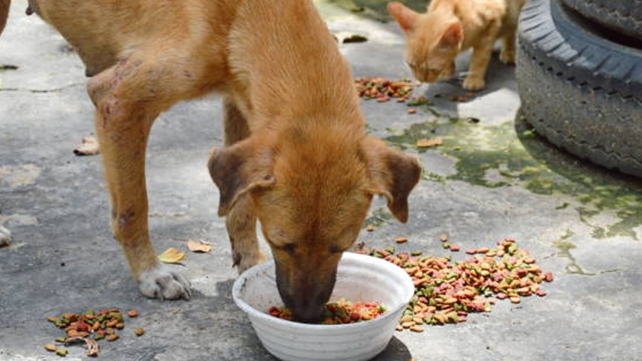 
కుక్కలు: కాలభైరవుడిగా భావించి కుక్కలను పూజిస్తారు. కుక్కలకు ఆహారాన్ని పెట్టడం వలన శనీశ్వరుడు, రాహు, కేతు గ్రహ దోషాలు తొలగిపోతాయి. ముఖ్యంగా శనివారం కుక్కకు ఆహారాన్ని పెట్టడం వలన శని అనుగ్రహం లభిస్తుంది.. శని ప్రభావం నుంచి ఉపశమనం పొందవచ్చు,
