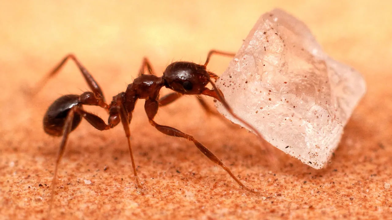 
చీమలు: ఎవరైనా రాహు దోషంతో ఇబ్బంది పడుతుంటే.. చీమలకు ఆహారం పెట్టడం వలన రాహు అనుగ్రహం కలిగి .. కష్టాల నుంచి విముక్తి లభిస్తుంది. ముఖ్యంగా నల్ల చీమలకు చక్కరని ఆహారంగా ఇవడం వలన కోరిక కోర్కెలు తీరతాయని విశ్వాసం. ఇంట్లో నల్ల చీమలు తిరగడం శుభప్రదం అని విశ్వాసం.
