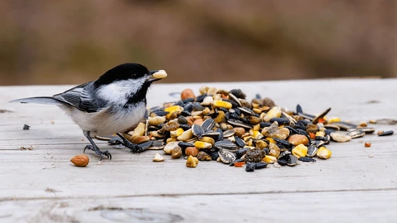 పక్షులు: కొన్ని రకాల పక్షులు ఇంటి ఆవరణలో సందడి చేయడం వలన మానసికంగా ప్రశాంతంగా ఉండడమే కాదు.. మంచిది కూడా.. పక్షులకు నీటిని పెట్టడం, తినడానికి చిరు ధాన్యం గింజలు అందించడం వలన స్టూడెంట్స్ కు మేలు జరుగుతుంది. ఉద్యోగం కోసం చూసే వారికి కెరీర్ కి సంబంధించిన కష్టాల నుంచి విముక్తి లభిస్తుంది. పిల్లల కోసం చూస్తున్న భార్యాభర్తలు పక్షులకు ఆహారం అందించడం ద్వారా ఫలితాలు పొందవచ్చు. ఇంటికి సమీపంలో పక్షుల కోసం నీళ్లు, ఆహారాన్ని పెట్టడం వలన ఇంట్లో సిరి సంపదలకు లోటు ఉండదని నమ్మకం.