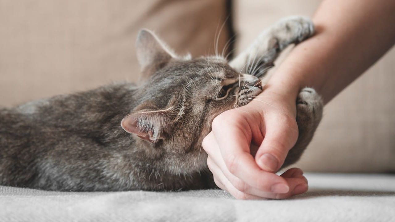 కుక్క కాటు మాత్రమే కాదు.. పిల్లి, బల్లి, ఎలుక, చిలుక ఏది కరిచినా డేంజరే..! వెంటనే ఈ చికిత్స అవసరం..