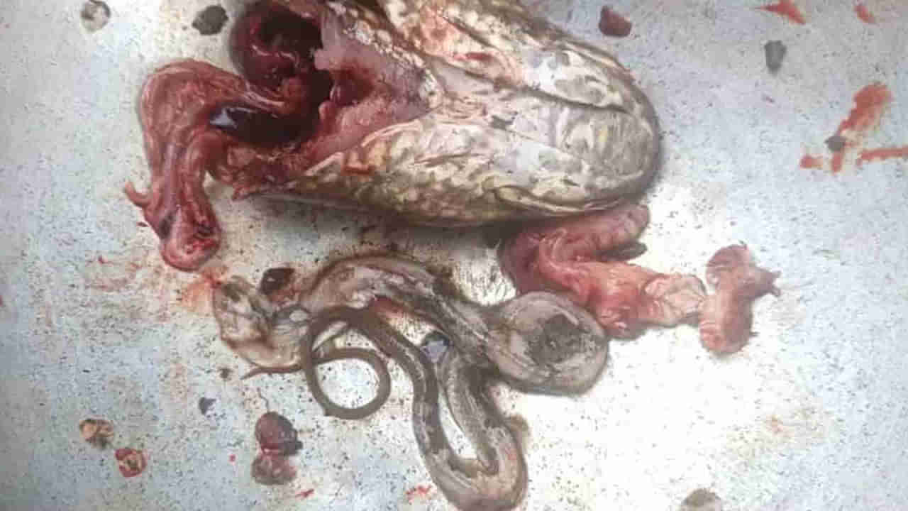 Viral: కూర వండేందుకు చేపను కోస్తున్న మహిళ.. దాని కడుపులో కనిపించింది చూసి అవాక్కు