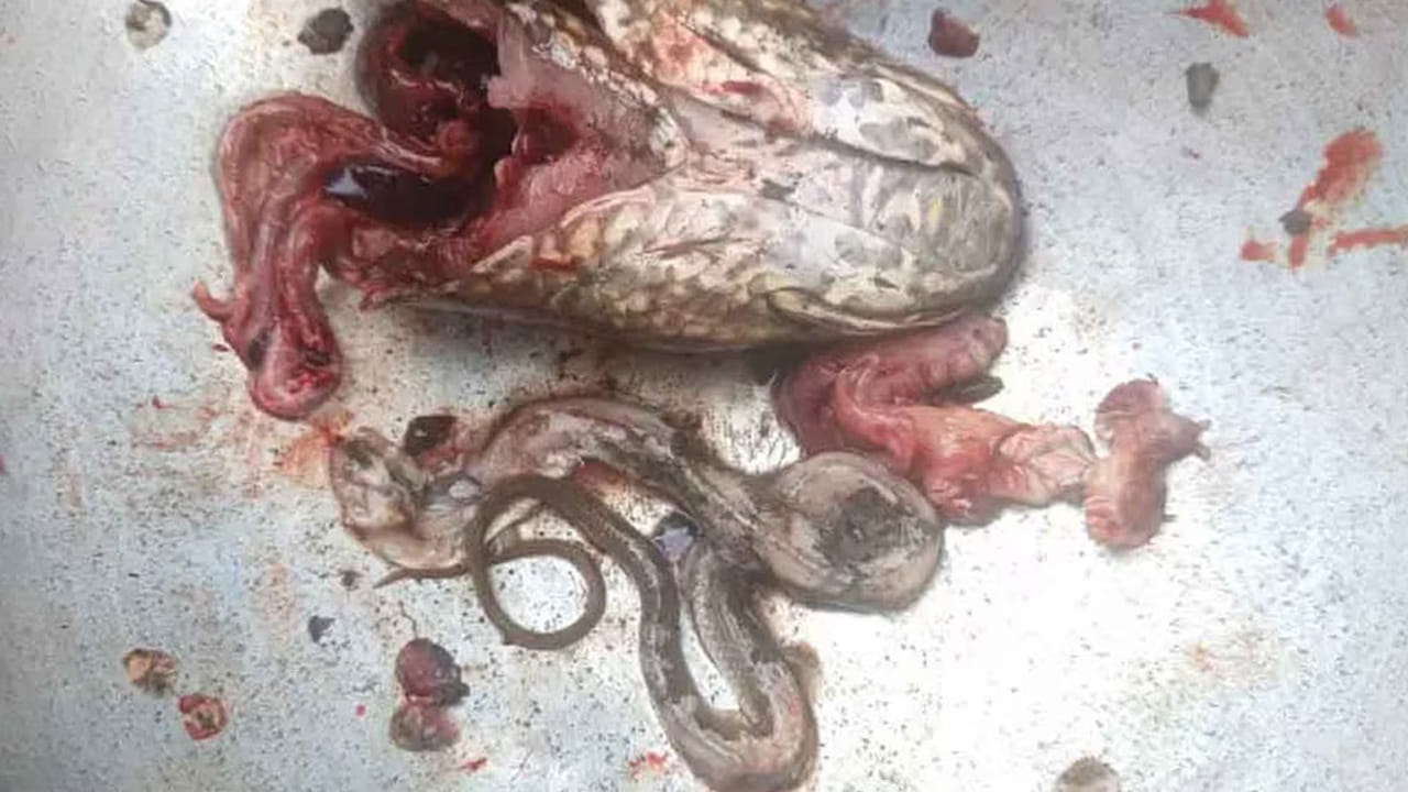 Viral: కూర వండేందుకు చేపను కోస్తున్న మహిళ.. దాని కడుపులో కనిపించింది చూసి అవాక్కు