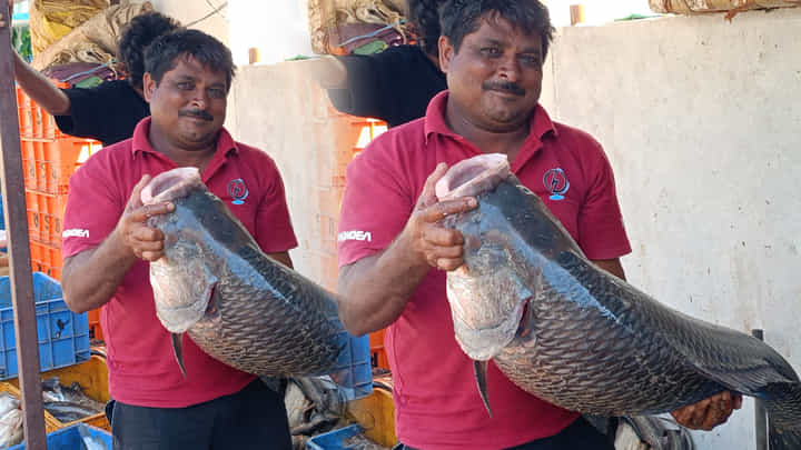 Karimnagar: మానేరు నదిలో వల వేసిన జాలరి.. అతికష్టం మీద పైకి లాగి చూడగా.. బాబోయ్ Karimnagar: మానేరు నదిలో వల వేసిన జాలరి.. అతికష్టం మీద పైకి లాగి చూడగా.. బాబోయ్