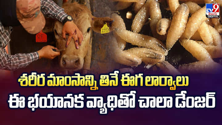 శరీర మాంసాన్ని తినే ఈగ లార్వాలు.. ఈ భయానక వ్యాధితో చాలా డేంజర్! శరీర మాంసాన్ని తినే ఈగ లార్వాలు.. ఈ భయానక వ్యాధితో చాలా డేంజర్!