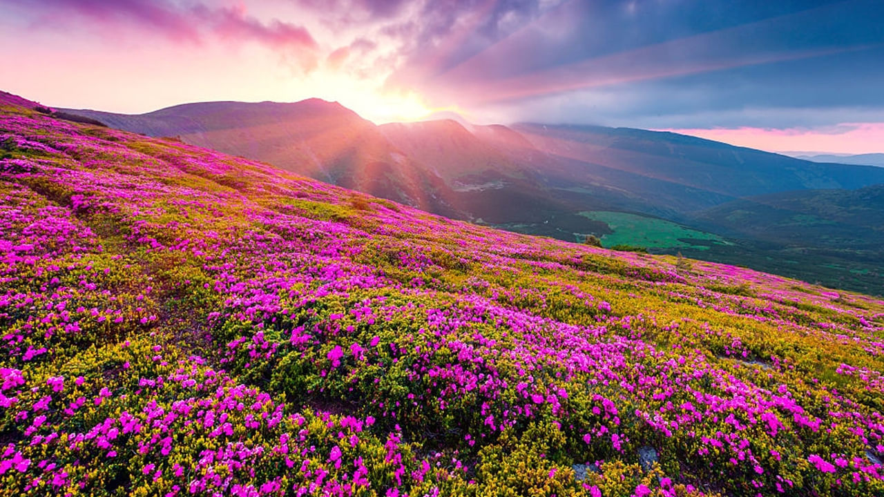 Flowers Valley