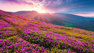 వార్నీ ఇదెక్కడి పరేషాన్‌రా సామీ.. ఆరోగ్యాన్నిచ్చే యాపిల్స్.. అతిగా తిన్నారో కష్టాలు తప్పవట..!