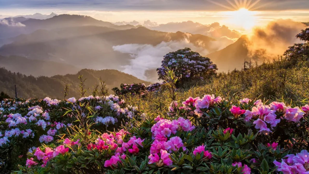 Flowers Valley