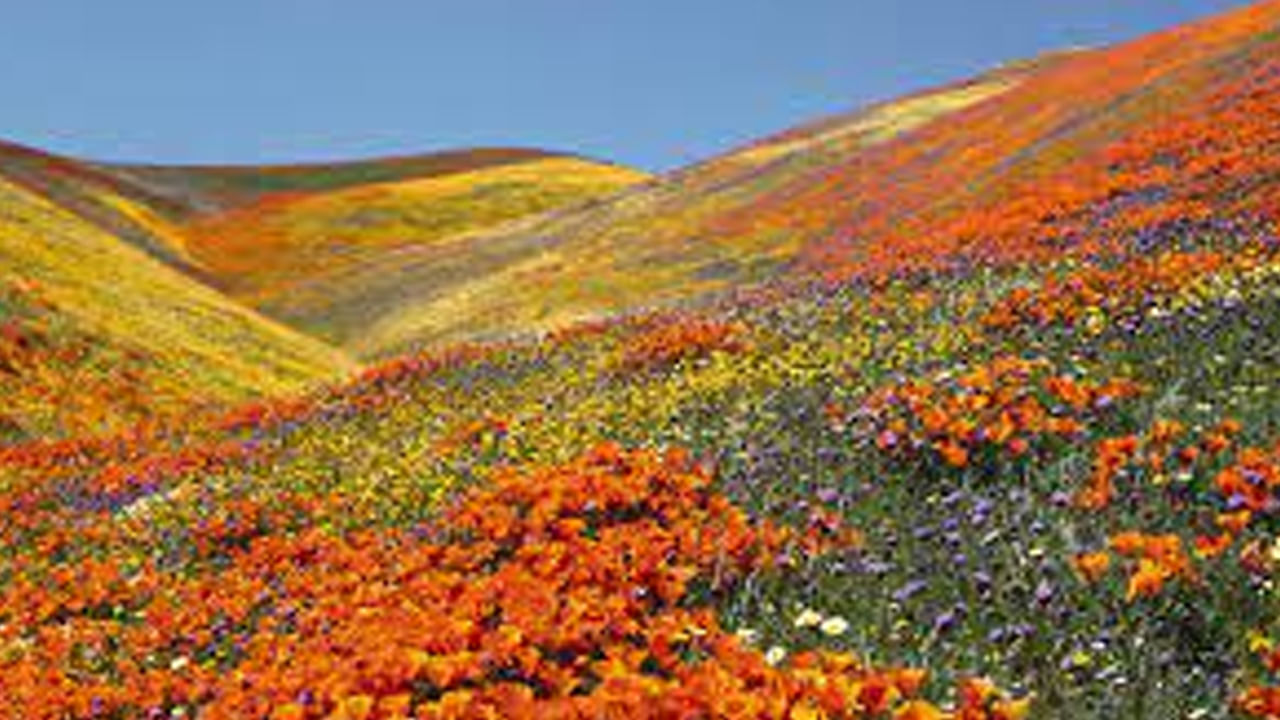 Flowers Valley