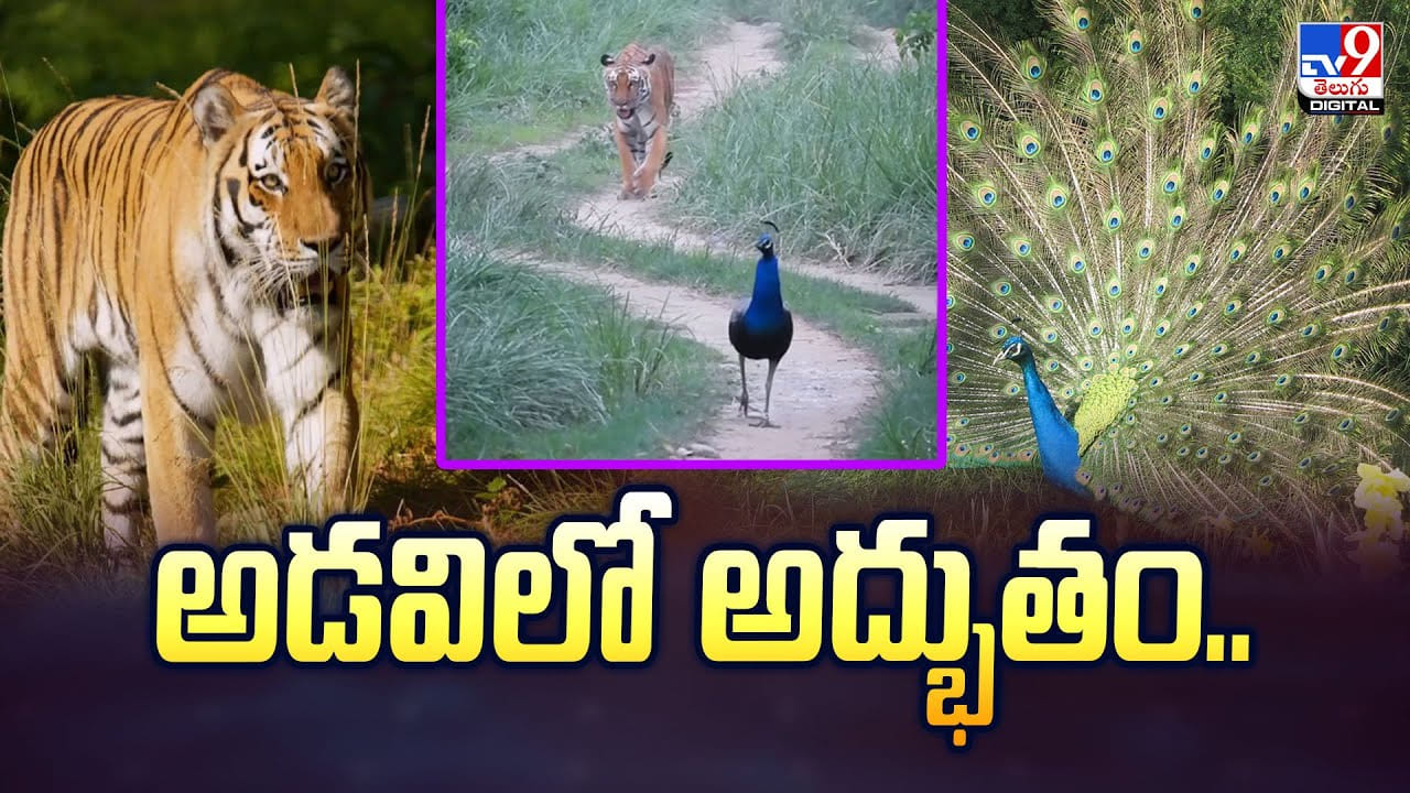 అడవిలో అద్భుతం.. చూడనీకి రెండు కళ్లు చాలవు వీడియో అడవిలో అద్భుతం.. చూడనీకి రెండు కళ్లు చాలవు వీడియో