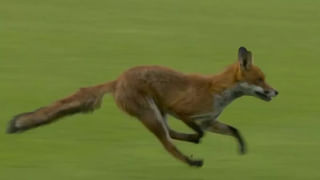 Viral Video: ముందు నా శ్రీమతిని కాపాడరూ..! వరదల్లో చిక్కుకున్న భార్య కోసం భర్త ఆరాటం.. వీడియో