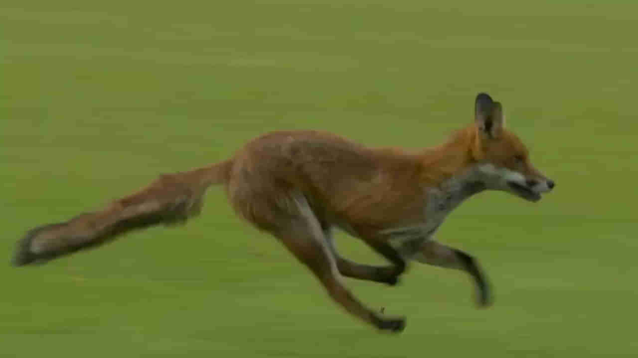 Viral Video : పాపం న‌క్క...క్రికెట్‌ గ్రౌండ్‌లో పరుగు పందెం అనుకుందేమో..! ఆగకుండా పరిగెత్తింది..