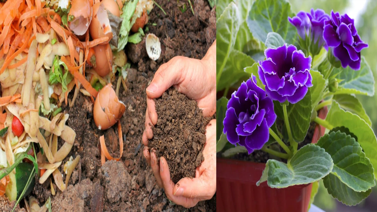 Gardening Tips: పెరటి మొక్కలకు వంటింట్లో ఈ వ్యర్దాలను వేయండి.. వద్దన్నా మొక్కలు పూలు, కూరగాయలను ఇస్తూనే ఉంటాయి..