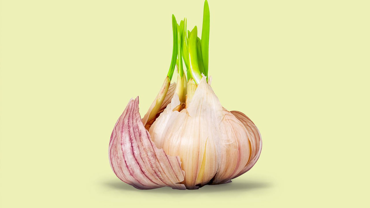 మొలకెత్తిన పండ్లు, కూరగాయల వినియోగం గురించి వేర్వేరు వ్యక్తులు విభిన్న అభిప్రాయాలను కలిగి ఉంటారు. మొలకెత్తిన పండ్లు లేదా కూరగాయలు ఆరోగ్యానికి హానికరం అని చాలా మంది నమ్ముతారు. కానీ, ఇది తప్పని నిపుణులు అంటున్నారు. మొలకెత్తిన పండ్లు, కూరగాయాలు మన శరీరానికి ఎంతో మేలే చేస్తాయి. అందులో కొన్ని మాత్రం ప్రత్యేక ప్రయోజనాలు అందిస్తాయి. ఈ లిస్టులో తప్పక చేర్చాల్సింది మాత్రం వెల్లులినే.