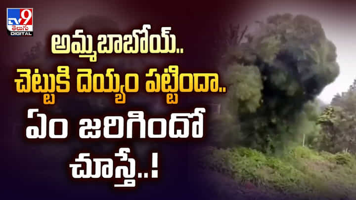 అమ్మబాబోయ్.. చెట్టుకి దెయ్యం పట్టిందా.. ఏం జరిగిందో చూస్తే..! అమ్మబాబోయ్.. చెట్టుకి దెయ్యం పట్టిందా.. ఏం జరిగిందో చూస్తే..!