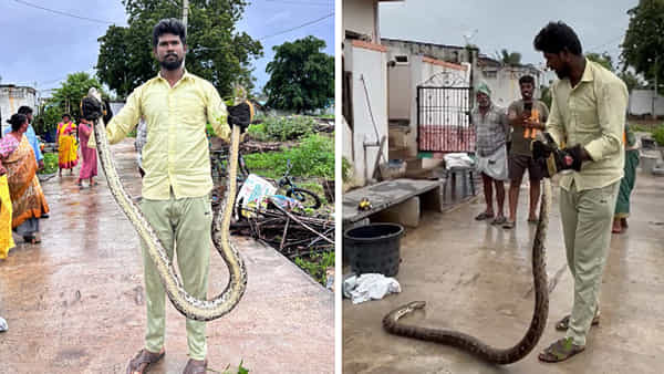 Andhra: మనుషుల్ని సైతం మింగేసే భారీ ఫైథాన్ను ఎప్పుడైనా చూశారా..? ధైర్యముంటేనే వీడియో చూడండి..