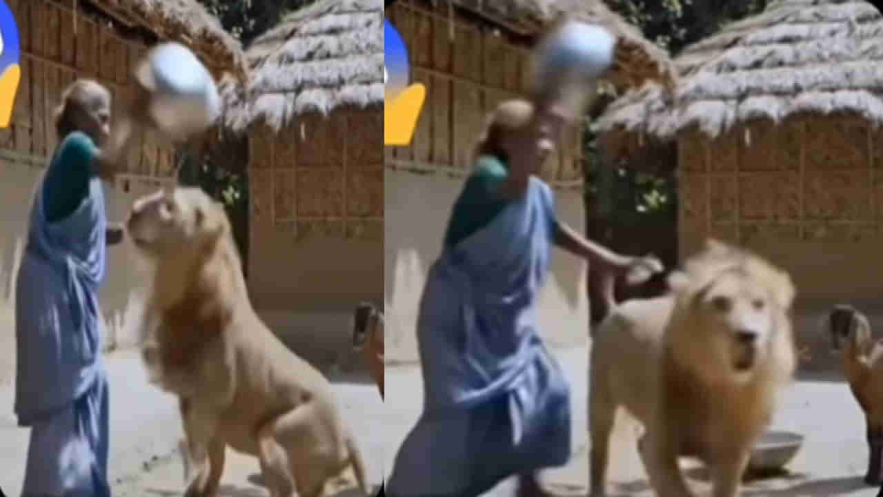 Viral Video: సింగిల్ హ్యాండ్తో సింహాన్ని పరిగెత్తించిన అమ్మమ్మ..! తన మేకల్ని ఎలా కాపాడుకుందో చూస్తే..
