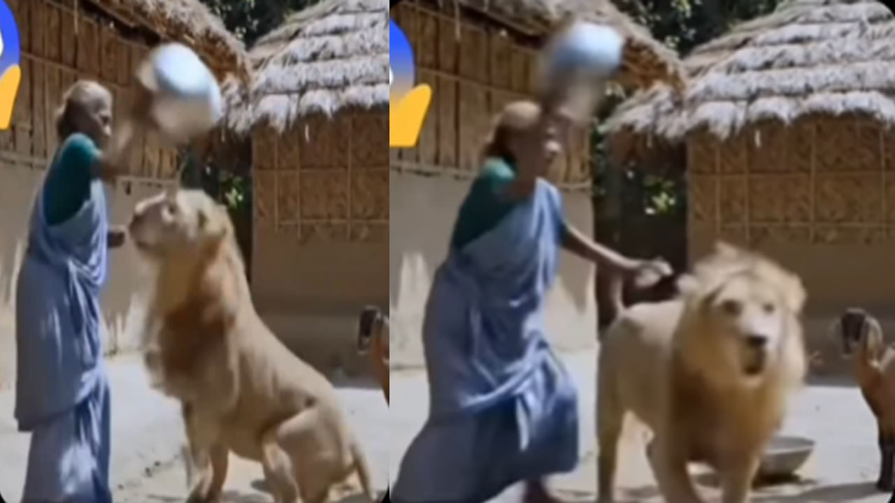Viral Video: సింగిల్ హ్యాండ్‌తో సింహాన్ని పరిగెత్తించిన అమ్మమ్మ..! తన మేకల్ని ఎలా కాపాడుకుందో చూస్తే..