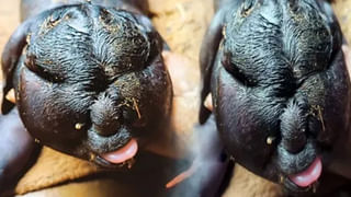 Viral: అమ్మ బాబోయ్.. కటింగ్ కంత్రీలు.. మీరు గానీ ఇలా మోసపోయేరు